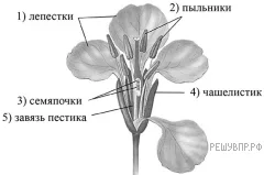 Иллюстрация к заданию по теме «Задания для подготовки» — изображение А