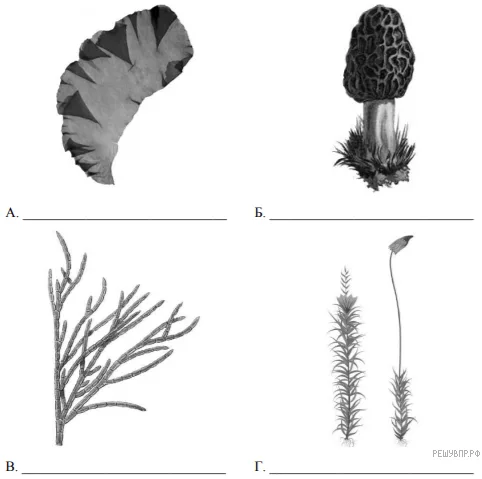 Иллюстрация к заданию по теме «Группы организмов»
